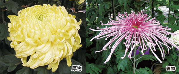 すがも中山道 菊まつり 菊の種類