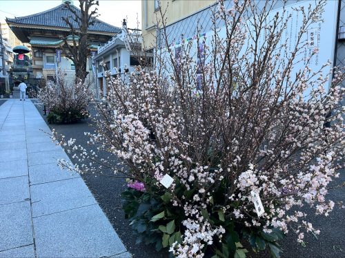 山形の啓翁桜展示