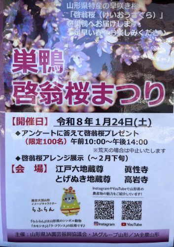 山形の啓翁桜展示